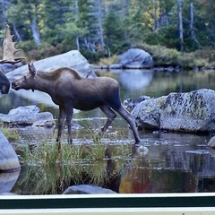 Fine Art Photography Print John T Slonina Matted 8×10 Moose River Fall Country