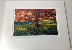 Fine Art Photograph Autumn Radiance backlit Maple Tree Signed & Matted