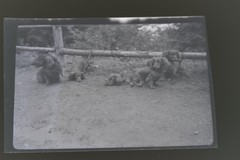Great Vintage Negative Dog Group Dachshund 1930s-40s