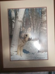 Framed And Signed Epperson Photography Grey Wolf 18×22