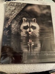 Angel Graphics Laser Prints Raccoon On Tree Raccoon Drinking Lot Of 2