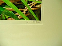 MATTED PHOTOGRAPHY Butterfly Garden in Paynes Prairie By Dom Martino 20x16in