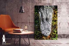 Alligator Photography Prints – Wildlife Fine Art – Sothern Animal Décor
