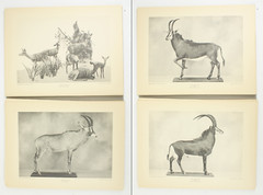 1927 Carl Akeley Photo Set Field Museum Natural History IL Taxidermy & Sculpture