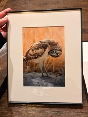 Silly Burrowing Owl Fine Art Print (Unframed)