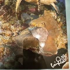Craig Dietrich turtle & lobster Underwater Photography & Metal Art Fish Signed