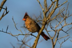 Cardinal Photo, Pick One Image – Various Sizes