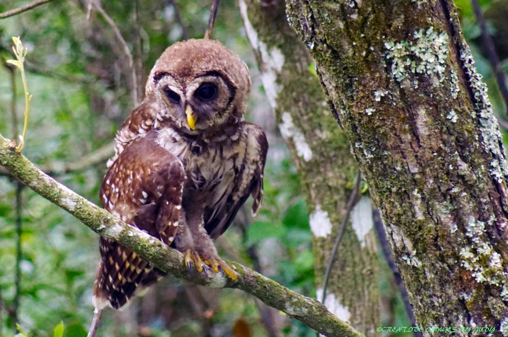 «Hunting» Barred Owl Wall Art