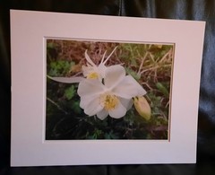 Matted Photograph: Columbine