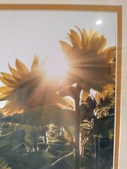 Picture Sunflowers Double Matted Teal Frame Signed Photography 19 x 22.5″ NEW