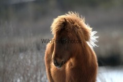 Assateague Island Nat’s Seashore Horse Photo 1, Pick One Image – Various Sizes