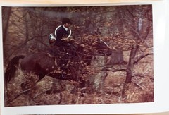 Vintage Photo Hunting Hounds Horse Dog France 10x15cm 1970