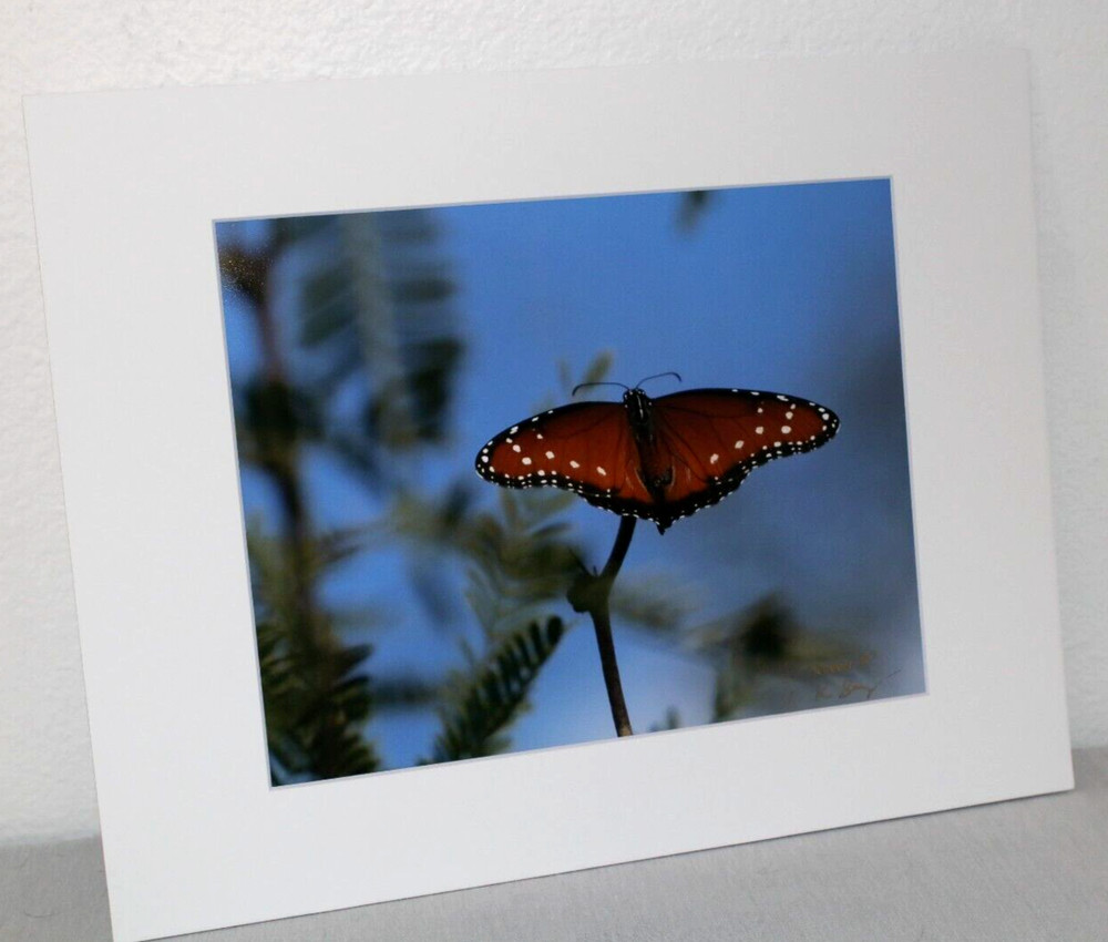 Queen Butterfly Wildlife Photo 8″ x 10″ in 11″ x 14″ Matte Signed by Kim Barry