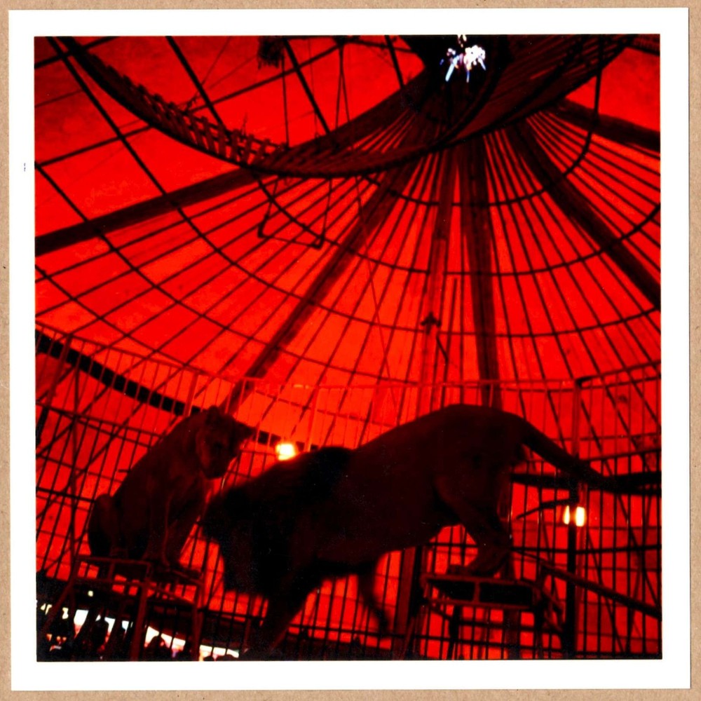 SIGNED MIGUEL RIO BRANCO LION LIONESS RIO JANEIRO CIRCUS 6 x 6 MAGNUM PRINT