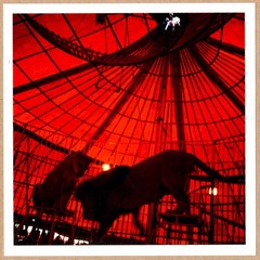 SIGNED MIGUEL RIO BRANCO LION LIONESS RIO JANEIRO CIRCUS 6 x 6 MAGNUM PRINT