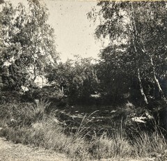 FRANCE Forêt de Fontainebleau La Mare aux Liguers C1900 Stereo Photo Vintage