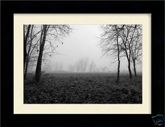 TREE-LINED FIELD ON A FOGGY MORNING 12×18 Photo Print