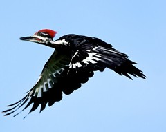 Color photographic print of a Pileated woodpecker in full flight (8×10)
