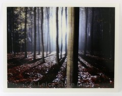SIGNED DIBOND PICTURE » ALLEGRO TREE » MADE BY TOP MODEL HELENA CHRISTENSEN