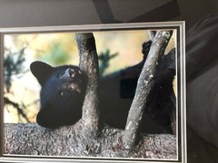 «BLACK BEAR CUB CHIN UP» OPEN EDITION FRAMED PHOTOGRAPH BY CHET DOWELL