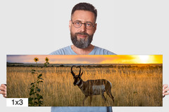 Antelope Island Pronghorn: Utah Sunset Wildlife Photography Wall Art