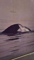 BOB TALBOT – Signed 1979 Original Whale Marine Photo 16×20 framed