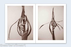 RON VAN DONGEN: One Picture Book Ltd Ed SIGNED w Photo ‘Arisaema Angustatum’ NEW