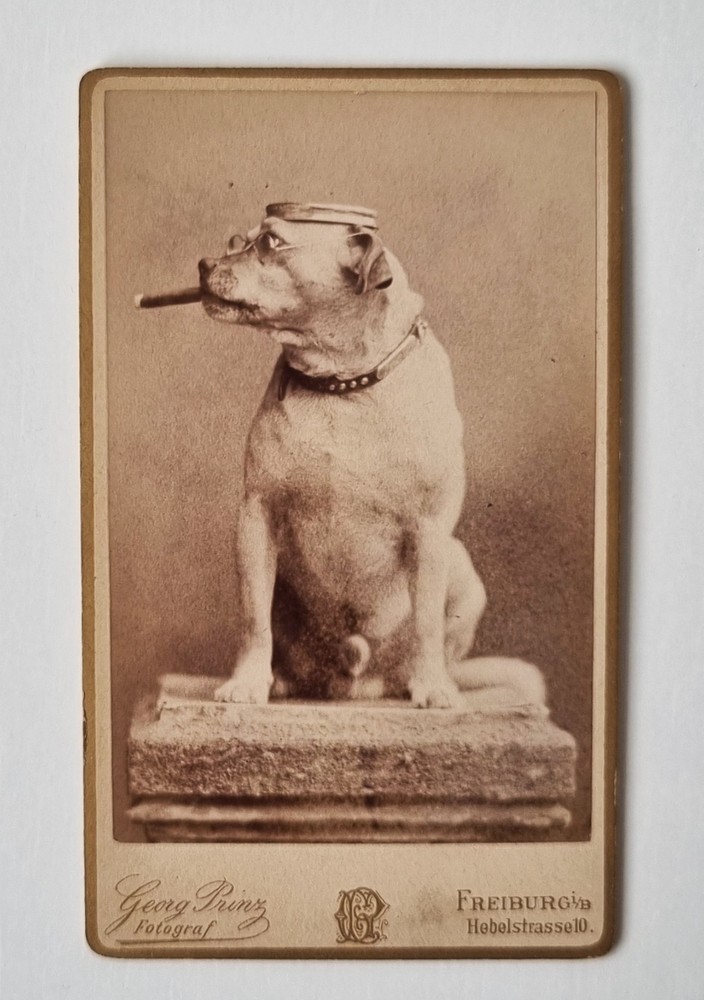 Great CDV photo – dog with plate hat, glasses and cigar – Freiburg around 1890