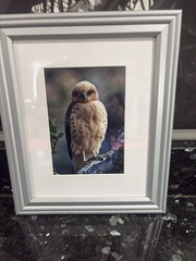 Jack Jeffrey Framed Signed Photograph ʻIo Endangered Hawaiian Hawk Wildlife