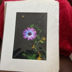 Starlight Purple Flower Matted, Prolific Photo Creative Art By Kathy Marquez