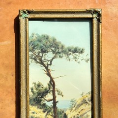 FREDERICK W. MARTIN Hand-Tinted Hand-Color Photo Torrey Pines 8.75″ x 4.75″ VGC