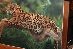 8×11 Photo Print Mounted on Mat Board Leopard