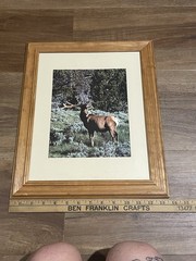 Vintage Deer In Velvet Made In USA Wood Framed Wildlife Photography Print