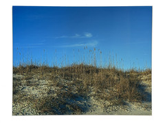 Topsail Beach, Framed Photograph of Dune Grass- size 27.25″ x 23.25″