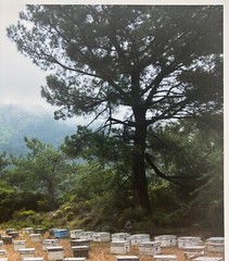 Vintage 2018 SUSANNAH HAYS ‘Bee Boxes Hives’ Datca TURKEY Landscape PHOTO