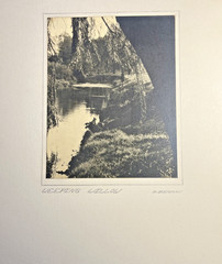 1948 Donald S Berman Signed B&W Photo Weeping Willow University of Penn 20×16