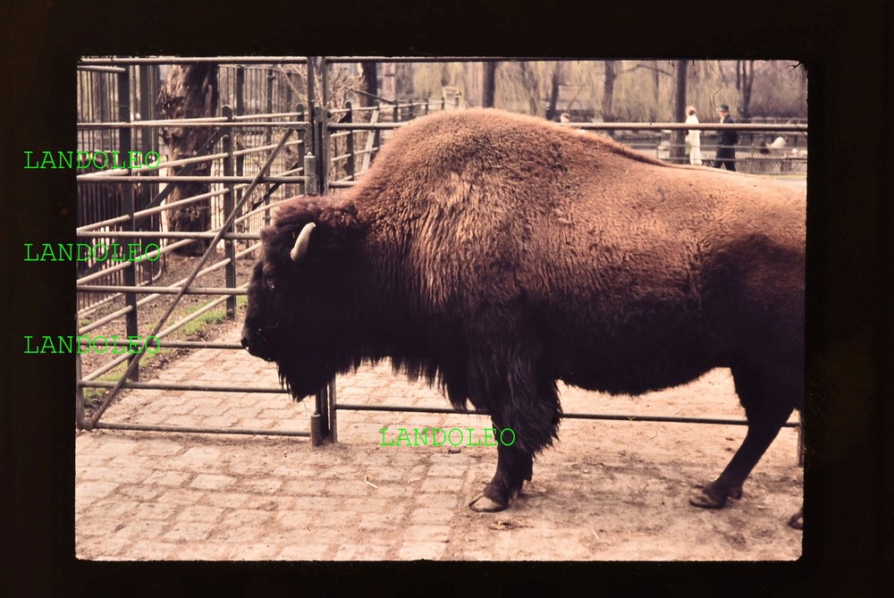 Dia Leipzig 1961 Zoo Bison Brown