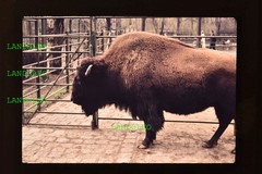 Dia Leipzig 1961 Zoo Bison Brown