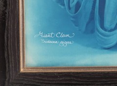 Laszlo Layton Original Signed Hand Toned Cyanotype Photograph Giant Clam 2004