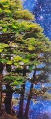 David Harrison Digital Photography Acrylic Art Chicago Botanic Garden Bonsai ’17