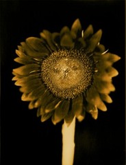 CHUCK CLOSE ‘Sunflower’, 2006/2011 SIGNED Photograph 24 x 18 in. #32/60 **NEW**