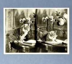 Smart Cat NYC 1931 Art Print Card Photo By James Van Der Zee Fotofolio 4”x6”