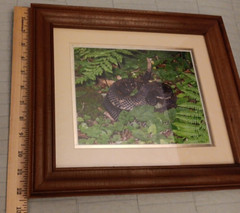 Vtg Wood Framed Agitated Rattlesnake Photograph 12.5″ X 14.5″ Total