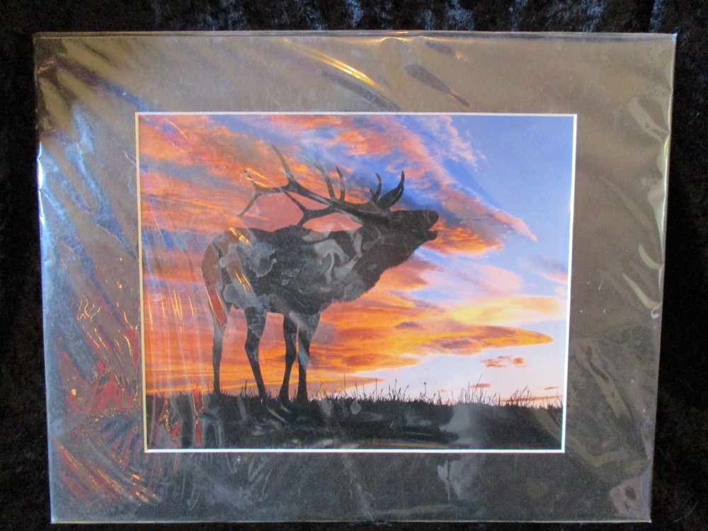 11″ x 14″ Matted Original Nature Photo Titled: «Sunset Elk» On Semi-Gloss Paper