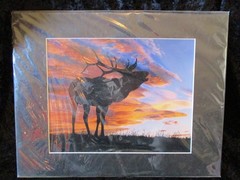 11″ x 14″ Matted Original Nature Photo Titled: «Sunset Elk» On Semi-Gloss Paper