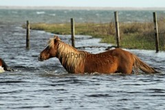 Chincoteague Pony Photo – Stallion Surfer Dude – Pick One Image -Various Sizes