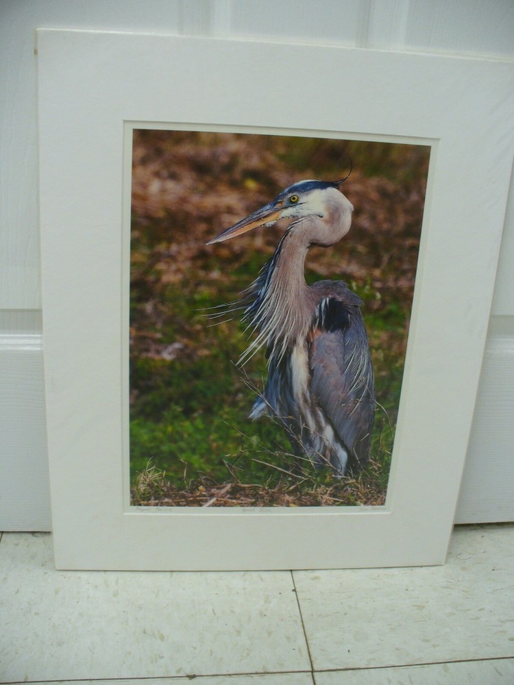 MATTED PHOTOGRAPHY Great Blue in Paynes Prairie by Dom Martino 16×20