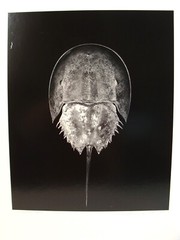 Original 2016 Charles Fendrock Horseshoe Crab Photograph
