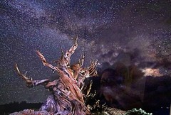 Kirk Mann Photography. Ancient Being. Ready to hang. Aluminum. Signed!