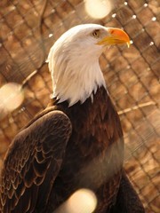 art print 21″ x 17″ Proud Defiance photography American eagle park wildlife bird
